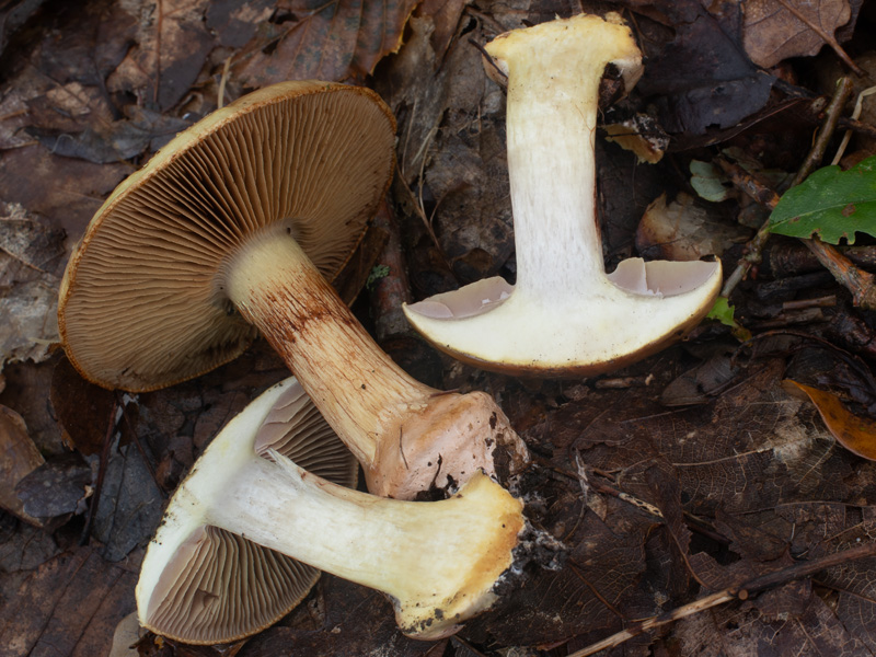 Cortinarius prasinus